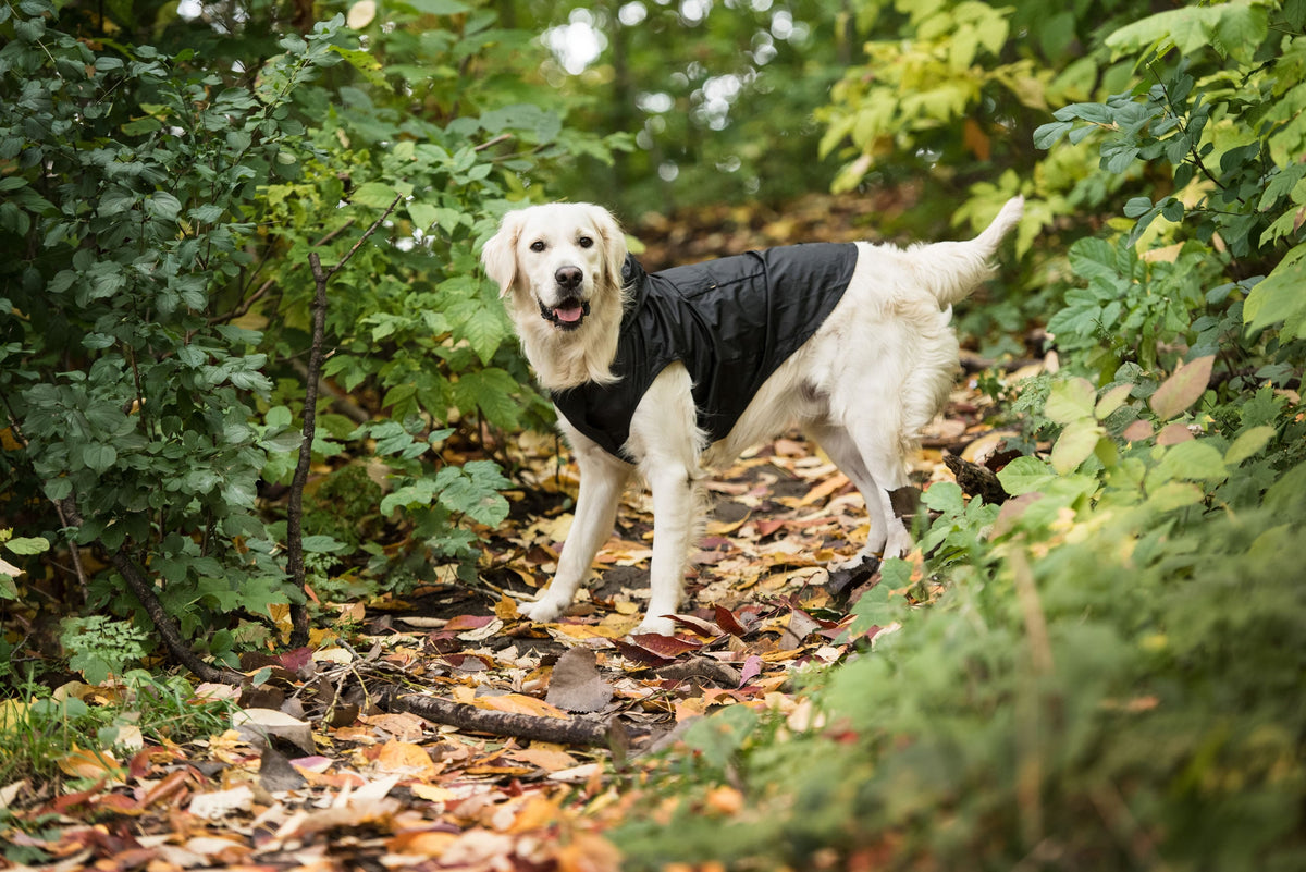 Packable Waterproof Dog Raincoat | Lightweight Hooded Jacket